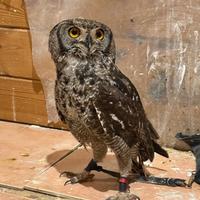 Gufi Bubo africanus - documentazione CITES