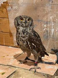 Gufi Bubo africanus - documentazione CITES