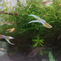 Endler Guppy