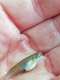 laghetti/pesci gambusia mangiano zanzare e larve 