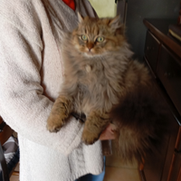 Vendita gatto persiano