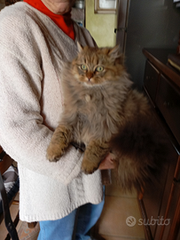 Vendita gatto persiano