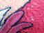 Immagine 8