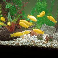 Ciclide del Malawi Yellow