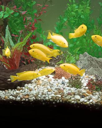 Ciclide del Malawi Yellow