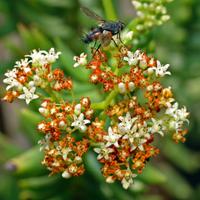 1 Stelo radicato Crassula Tetragona