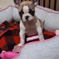 Bulldog francese femminuccia con pedigree enci