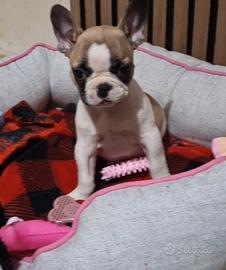 Bulldog francese femminuccia con pedigree enci