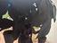 Immagine 4