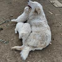 Cucciili pastore maremmano