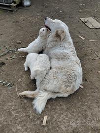 Cucciili pastore maremmano