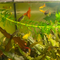 Pesci guppy maschi e femmine