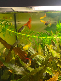 Pesci guppy maschi e femmine