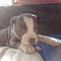 STAFFORDSHIRE BULL TERRIER Blue