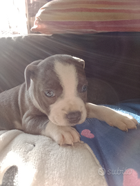 STAFFORDSHIRE BULL TERRIER Blue