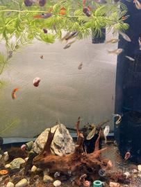 Guppy endler