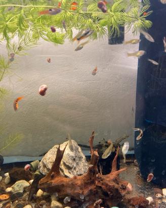 Guppy endler