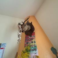 testa daino imbalsamata