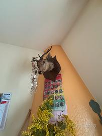 testa daino imbalsamata