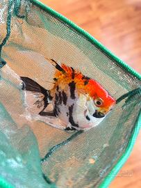 Scalari koi leopard