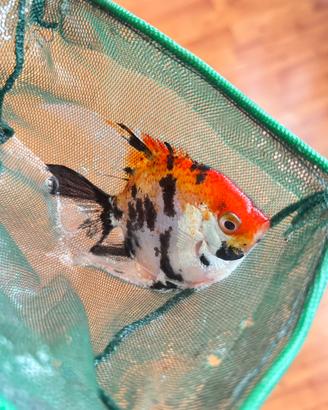 Scalari koi leopard