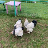 Galline Brahma