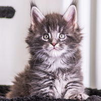 Cuccioli di Maine Coon