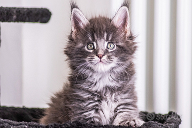 Cuccioli di Maine Coon