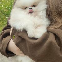 Spitz di Pomerania nano