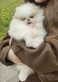 Spitz di Pomerania nano