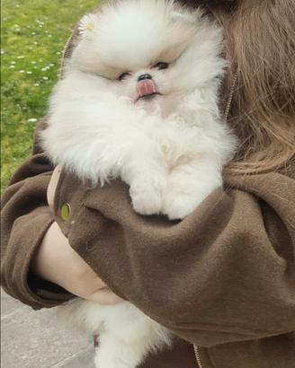 Spitz di Pomerania nano