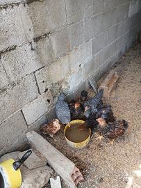 Galli e galline