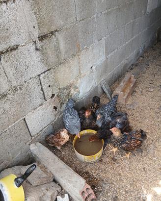 Galli e galline