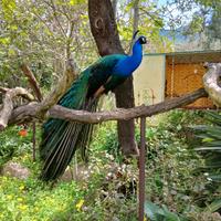 Pavone maschio 5 anni