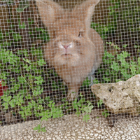 Si regala un coniglietto