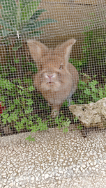 Si regala un coniglietto