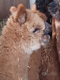 Alpaca