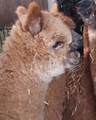 Alpaca