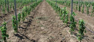 Autorizzazioni quote vigneto Friuli