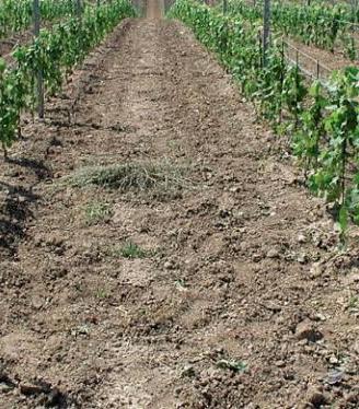 Autorizzazioni quote vigneto Friuli