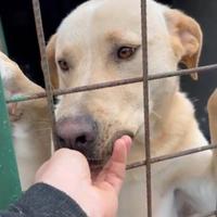 Guglielmo, 2 anni, mix labrador