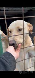 Guglielmo, 2 anni, mix labrador