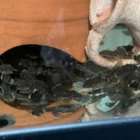 Ancistrus neri ancestrali