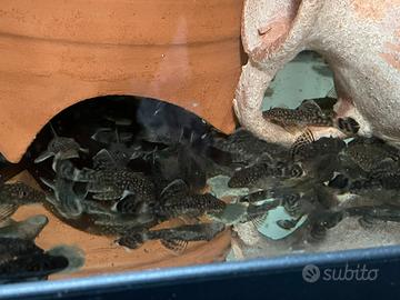 Ancistrus neri ancestrali