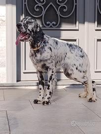 Setter inglese maschio 7 mesi