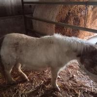 Pony femmina per bimbi