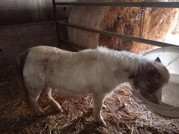 Pony femmina per bimbi