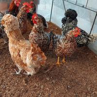 Gallina padovana, moroseta, millefiori di lonigo