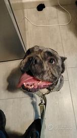 Bulldog francese