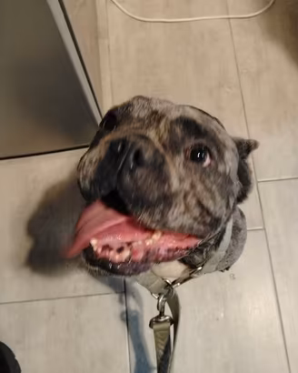 Bulldog francese